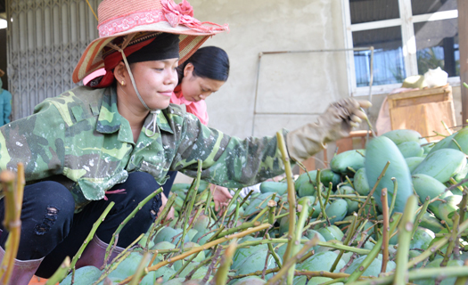 Nông dân Sơn La phấn khởi khi xoài địa phương xuất khẩu sang nhiều nước trên thế giới